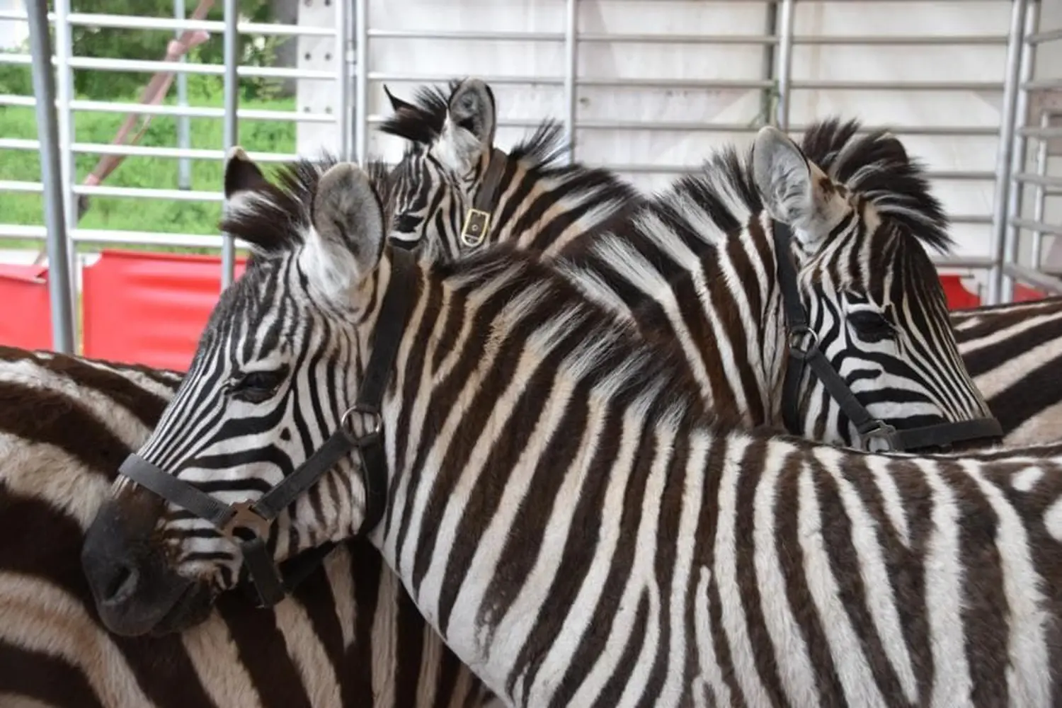 Zebra im Zirkus von Circus Alessio - Tina Kaiser