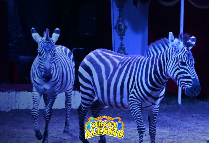 Veranstaltung von Circus Alessio - Tina Kaiser
